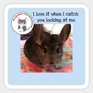 Chinchilla Love Sticker